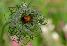 Auf der Wiese! / ***