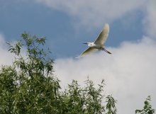 Vogel des Glücks / ***