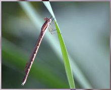 Dragonfly / ***