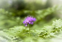 Paparats kvetka / ***