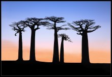 Afrikanische Sonnenuntergänge. / +++