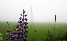 Skvoe Nebel / ***