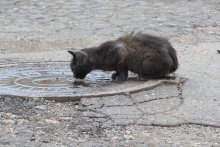 Die Katze auf der Luke / Canon 550D + Canon 135L