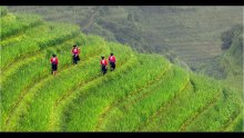 Ein Spaziergang durch die Reisterrassen .... / ***