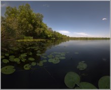 Water Lilies / ***