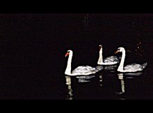 Swan in der Nacht / ***