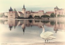 Swan Prag / ***