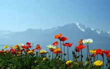 Blick auf die Alpen / ***