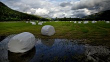 Das sind die Baiser-Kuchen, Norwegen, ins Gras geworfen. / ***