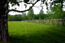 Unter der Birke / ***