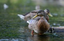 Im flachen Wasser .... / common duck