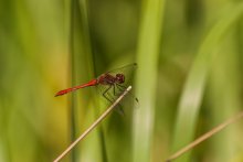 Red Dragonfly / ***