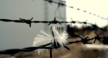 Die Freiheit und Gefangenschaft / ***