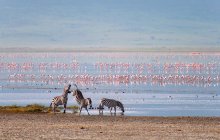 Zebras und Flamingos in der Ngorongoro Crater / ***