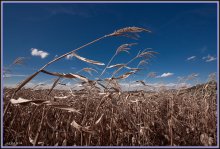 Corn.Sky.September. / ...