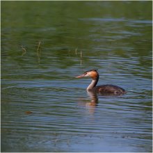 Haubentaucher / ***