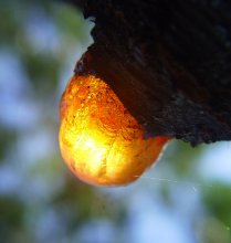 die Geburt von Amber / ***