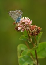 Kupfer-Schmetterling / ***