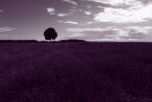 einsamer Baum / ***