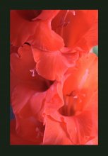 Gladiole / ***