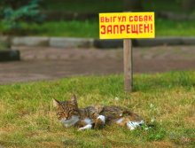 Katzen können sich keine Sorgen ... / ...........