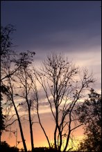 Konferenz der Vögel bei Sonnenuntergang / ***