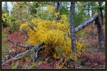 Goldener Herbst / ***