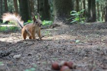 Eichhörnchen / ***