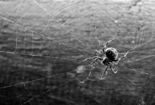 Spinne / ....