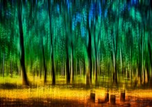 Fairy Tale Forest / ............