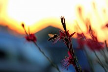 &nbsp; / ***********