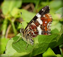 Schmetterling / ***
