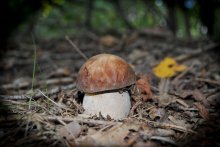 Borovichok einsam :) / ***