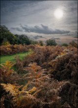 Richmond Park. Farben des Herbstes # 2 / ***