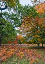 London. Richmond Park. Farben des Herbstes / ***