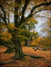 Richmond Park. Farben des Herbstes # 11 / ***