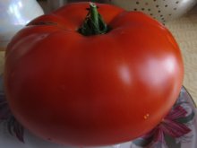 Siner Tomaten / ***