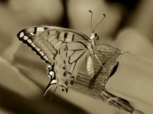 Butterfly*** / Butterfly