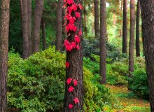 Herbst kommt die Schönheit der Farben / ***