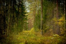 Der Wald ist mein (5) / ***