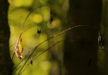 Herbst / ***