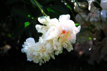 Blume / ***