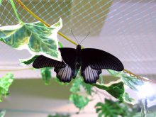 Butterfly / ***