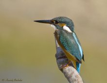 Portrait eines Eisvogels / ***