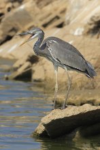 Grey Heron Creek / ***