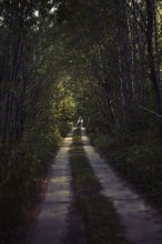 Der Weg in den Wald / ***
