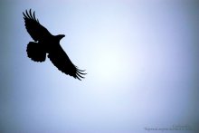 Black Crow Winde in den Himmel ... / ***