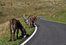 Esel auf dem Weg zum Monte Baldo / ***