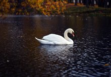 Autumn Swan / ******