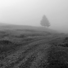 Dormant im Nebel einsam fir ... / ***